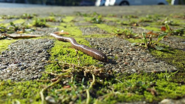 Regenwurm auf Boden