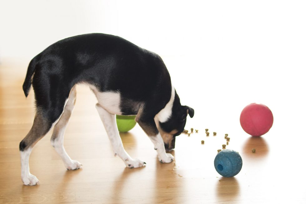 Hund Raja mit Futterspiel-Baellen