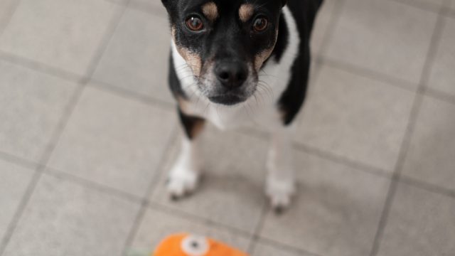 Hund Raja mit Plueschmoehre spielend