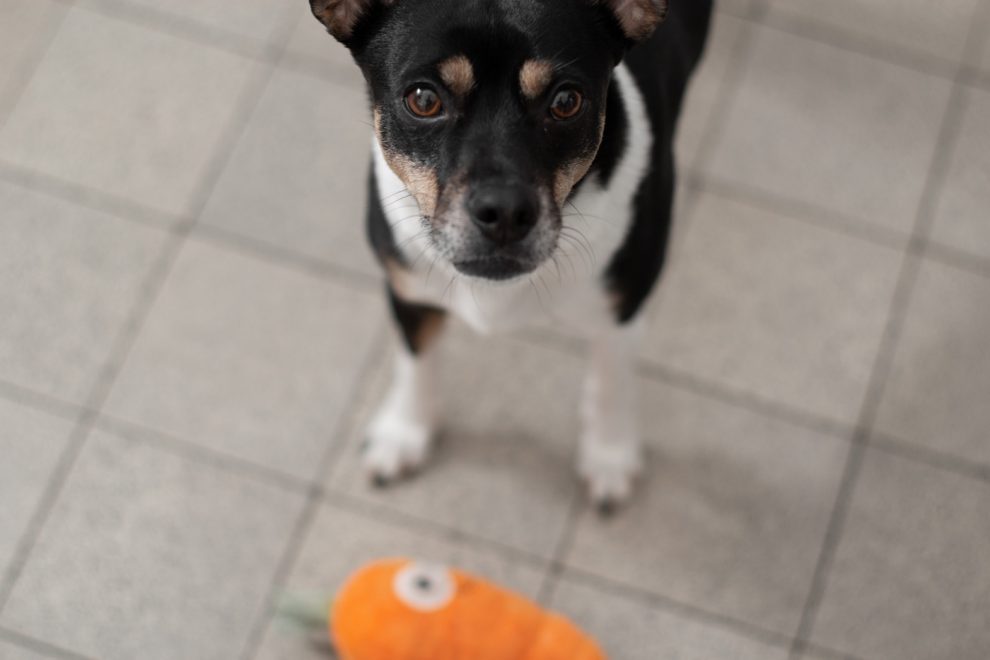 Hund Raja mit Plueschmoehre spielend