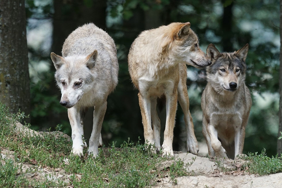 Drei Woelfe stehen im Wald auf einer Lichtung.