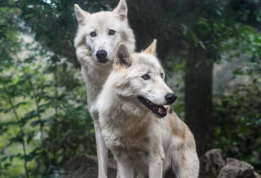 Zwei Woelfe stehen im Wald vor Baeumen.