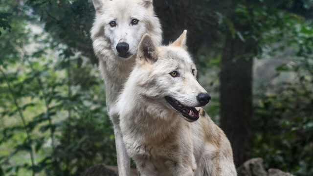 Zwei Woelfe stehen im Wald vor Baeumen.