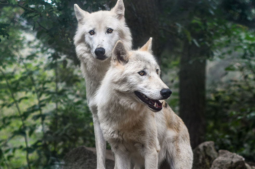 Zwei Woelfe stehen im Wald vor Baeumen.