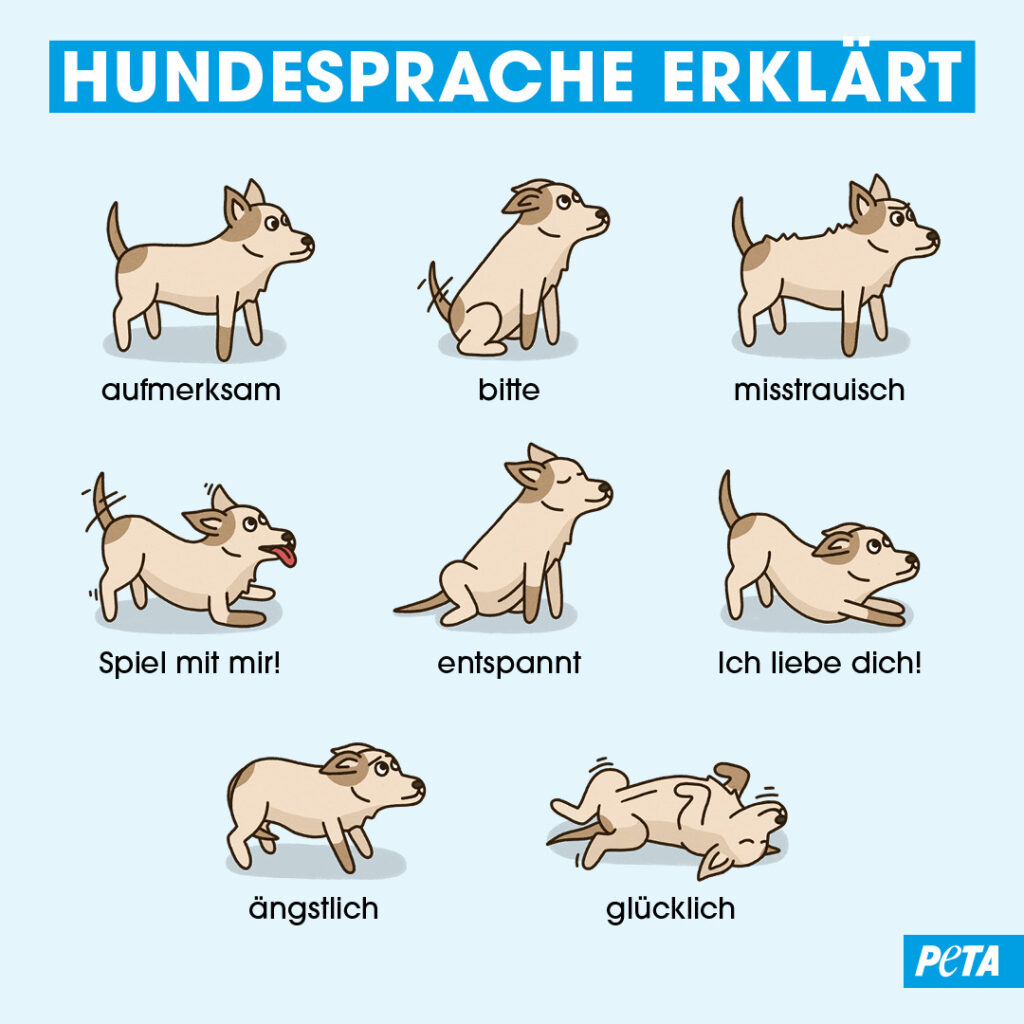 Grafik. Hundesprache erklaert