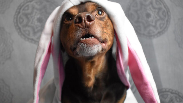 Hund verkleidet im Kostuem mit Hasenohren.