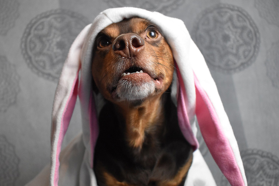 Hund verkleidet im Kostuem mit Hasenohren.