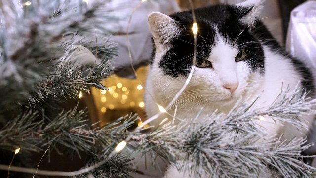 Katze am Weihnachtsbaum