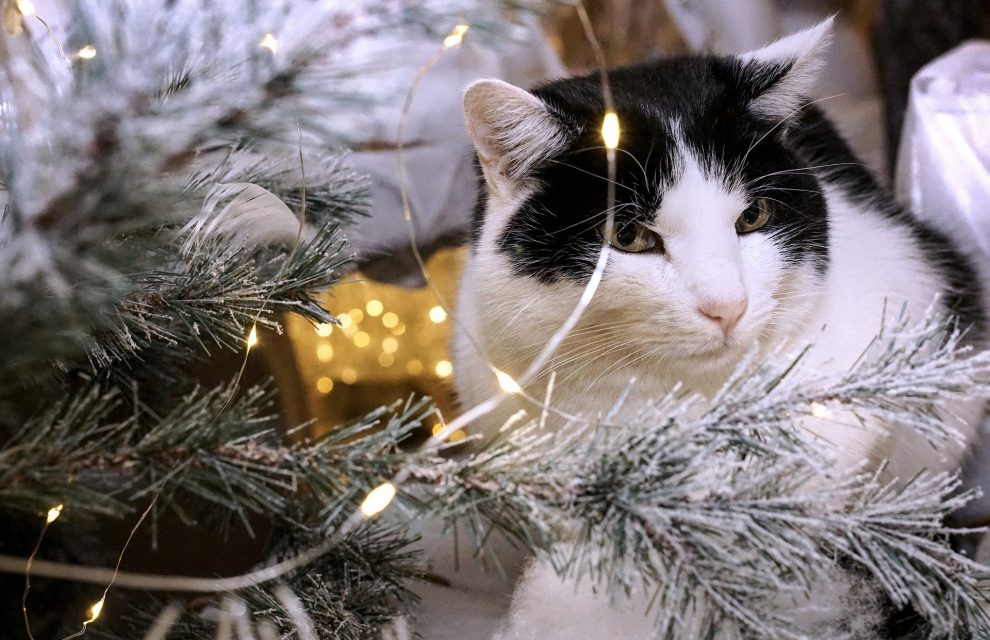 Katze am Weihnachtsbaum