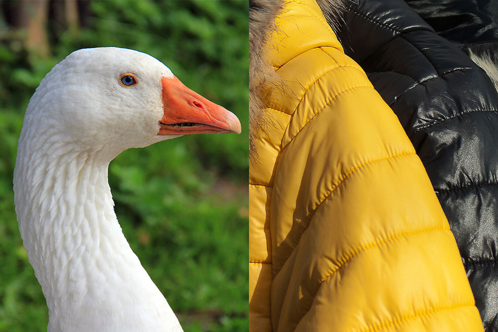 Gans und Daunenjacke