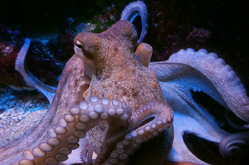 oktopus tintenfisch