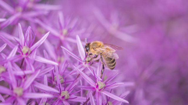 Biene auf Blume