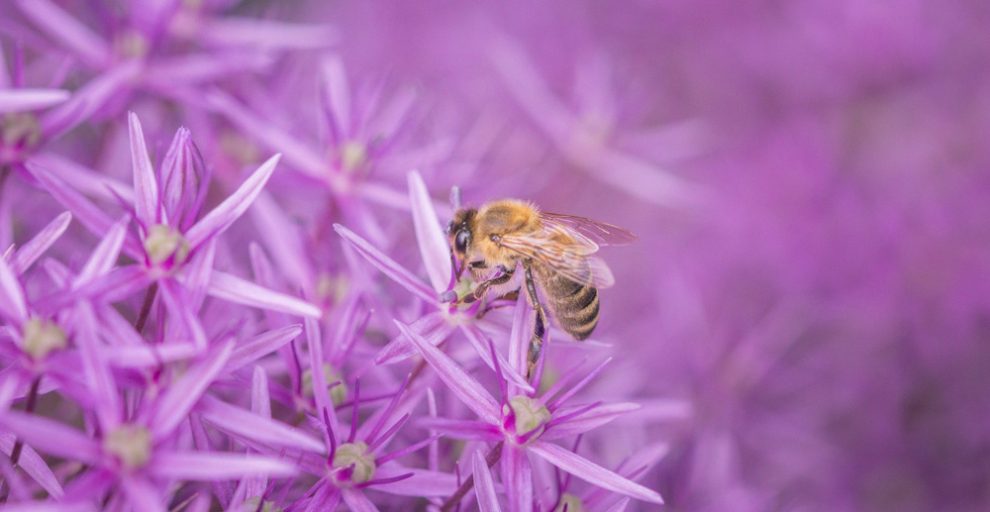 Biene auf Blume