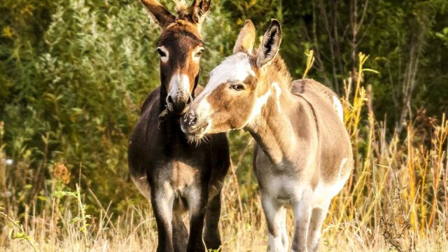 Zwei Esel stehen auf einer Wiese und druecken ihre Muender zusammen.