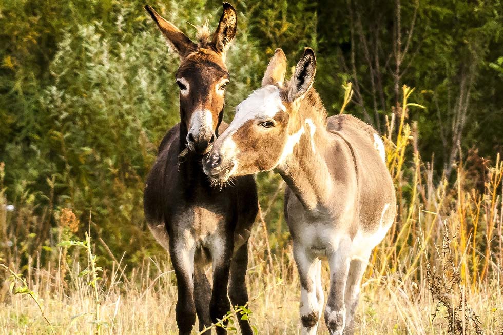 Zwei Esel stehen auf einer Wiese und druecken ihre Muender zusammen.