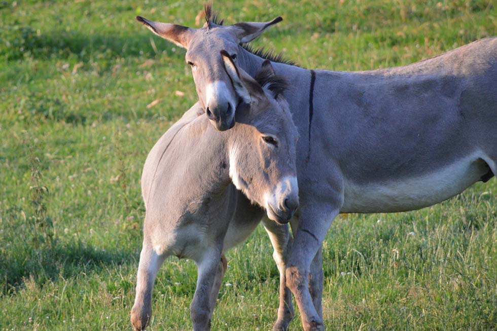 Zwei Esel stehen auf einer Wiese und kuscheln.