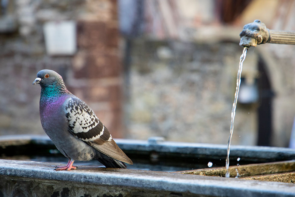 Taube sitzt am Brunnen