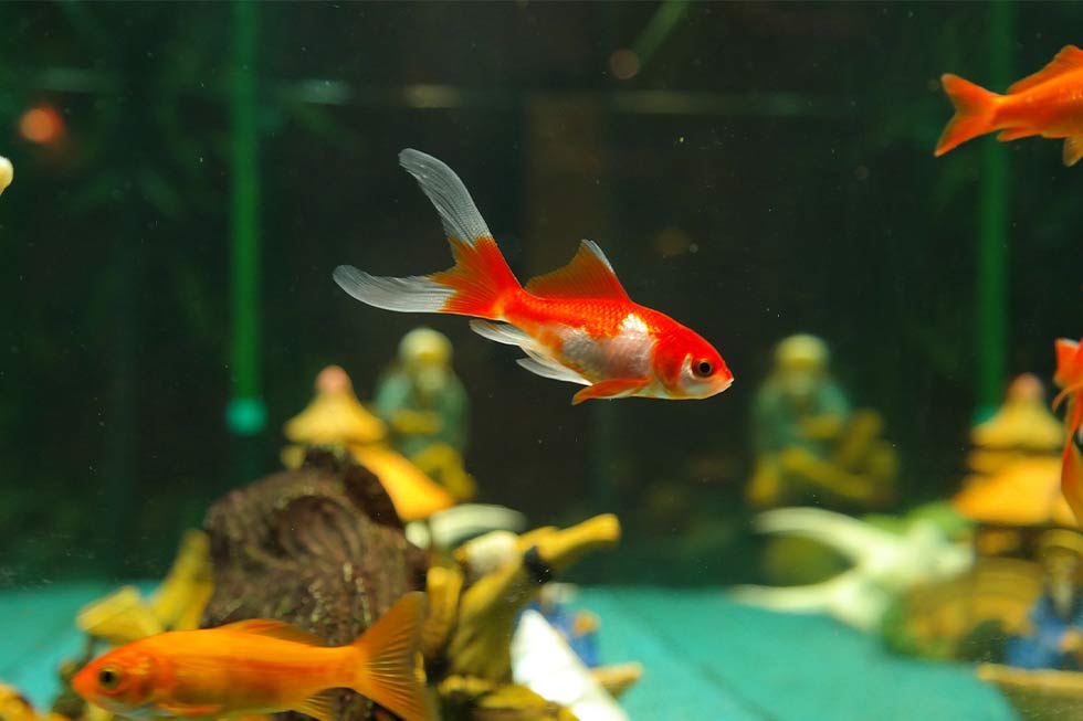 Goldfische im Aquarium