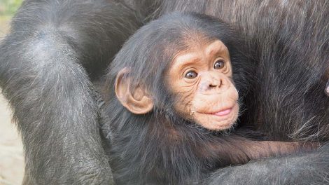 Ein Schimpansenbaby