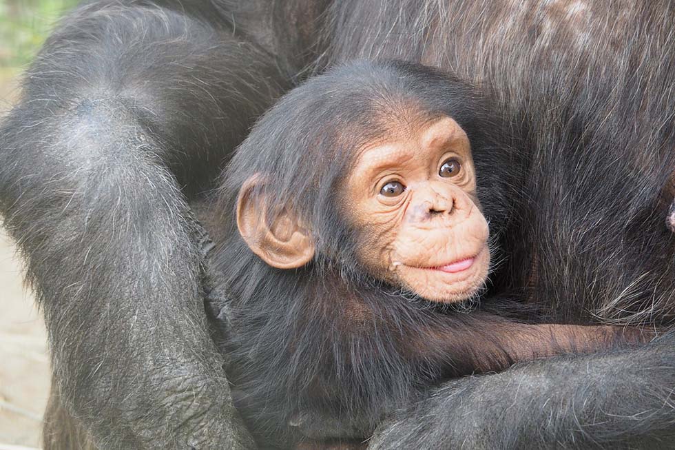 Ein Schimpansenbaby