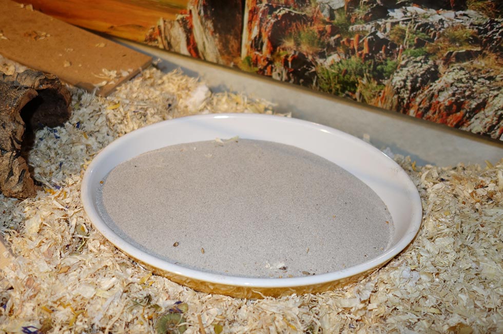 Hamster Sandbad Ein Sandbad.
