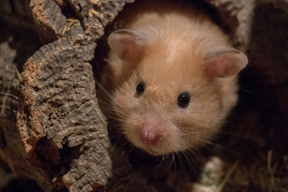 Hamster in seiner Höhle.