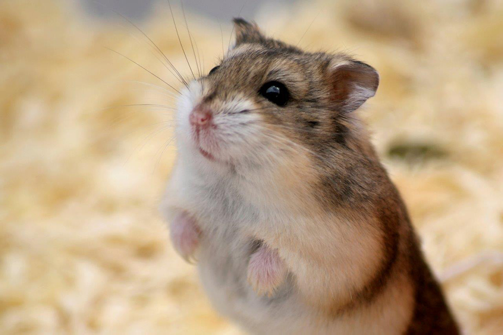 Hamster