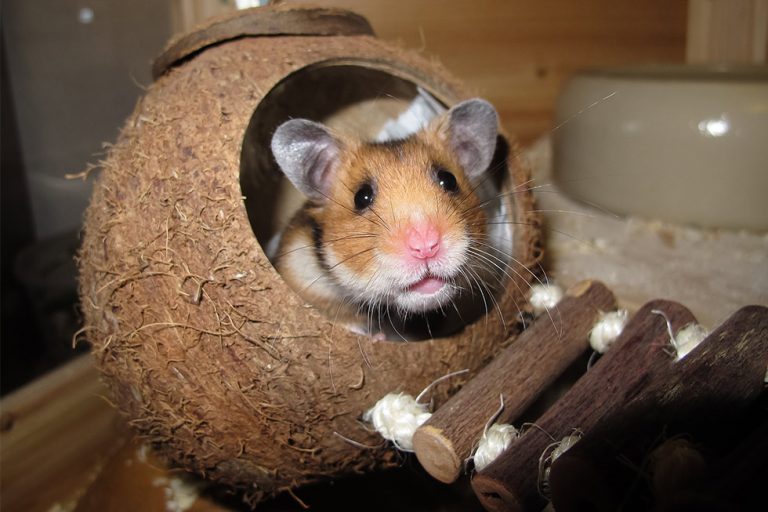 Wie Viel Platz Braucht Ein Hamster Hamsterhaltung – die 5 besten Tipps & alle wichtigen Informationen