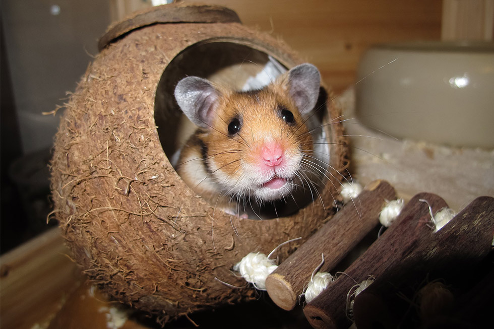 Hamster in Kokosnuss Hamster in einer Kokusnussschale.