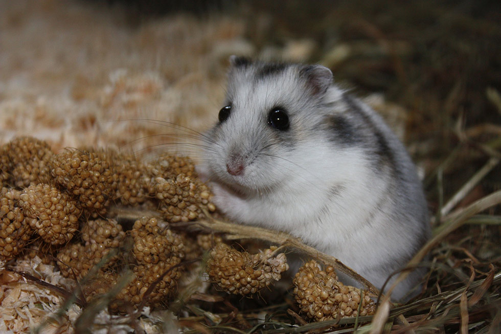 Hamster mit Futter Hamster isst.