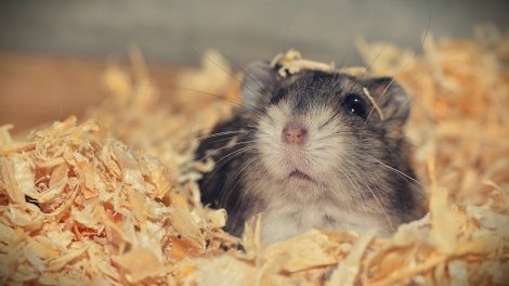 Hamster im Stroh