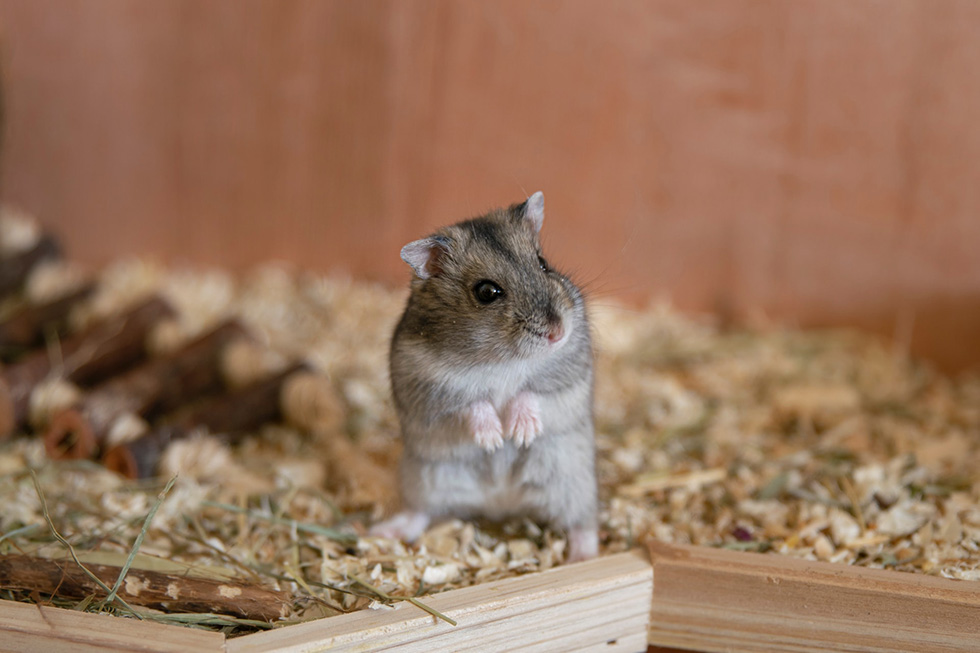 Hamster im Gehege