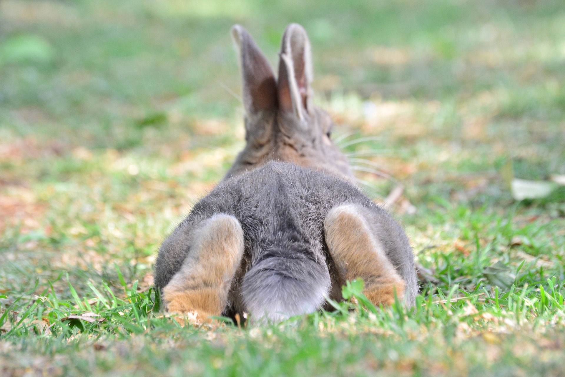 Kaninchen liegt im Gras