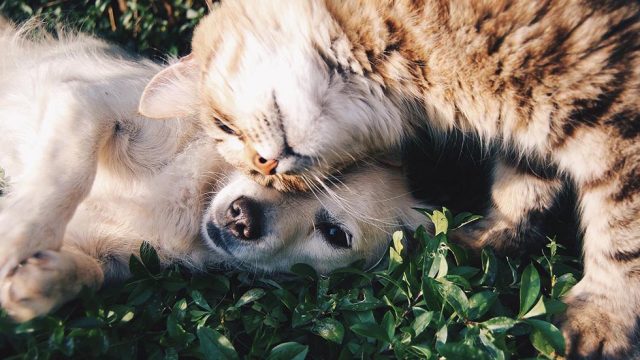 Katze und Hund