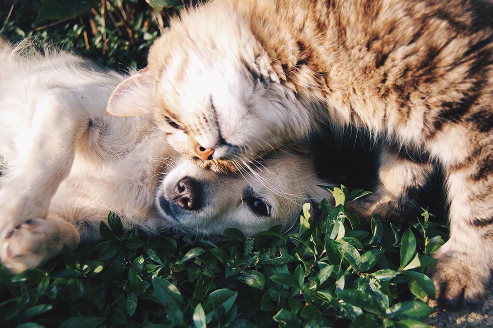 Wie Reden Katzen Miteinander