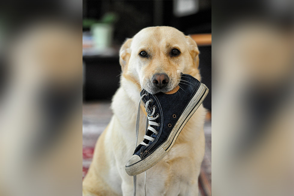 Hund mit Schuh im Mund