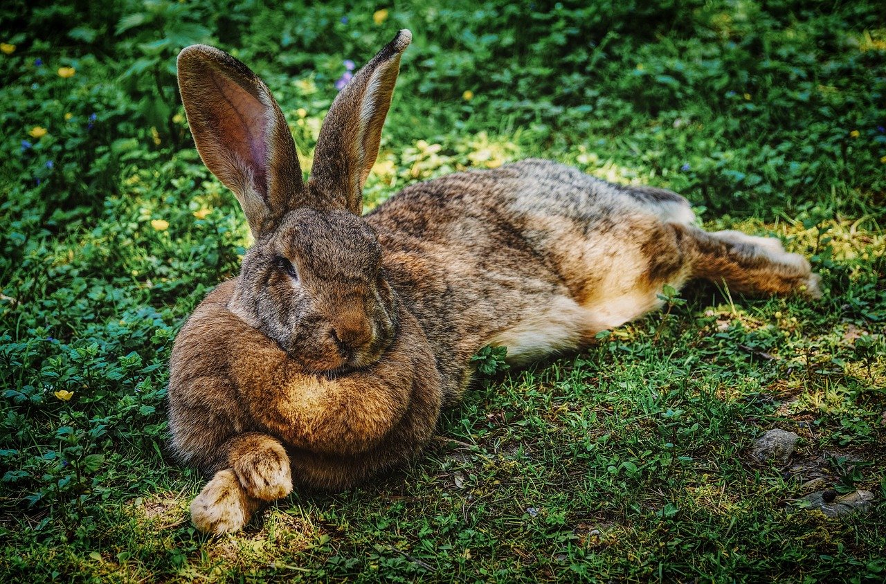 Kaninchen liegt im Gras