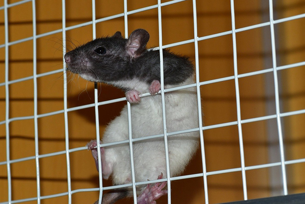 Ratte streckt Kopf aus Kaefig