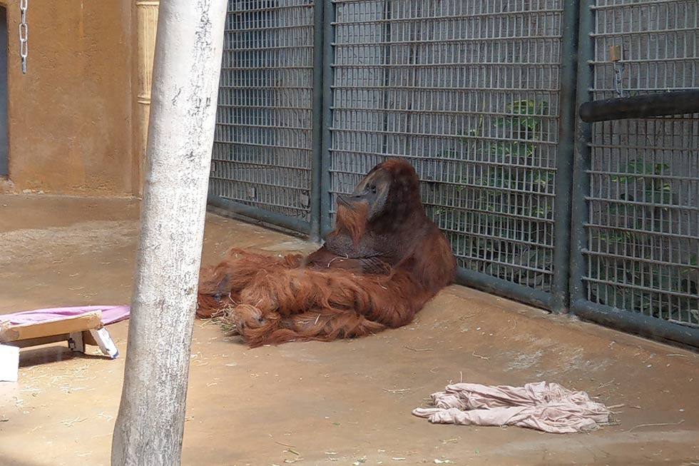 Orang-Utan im Zoo