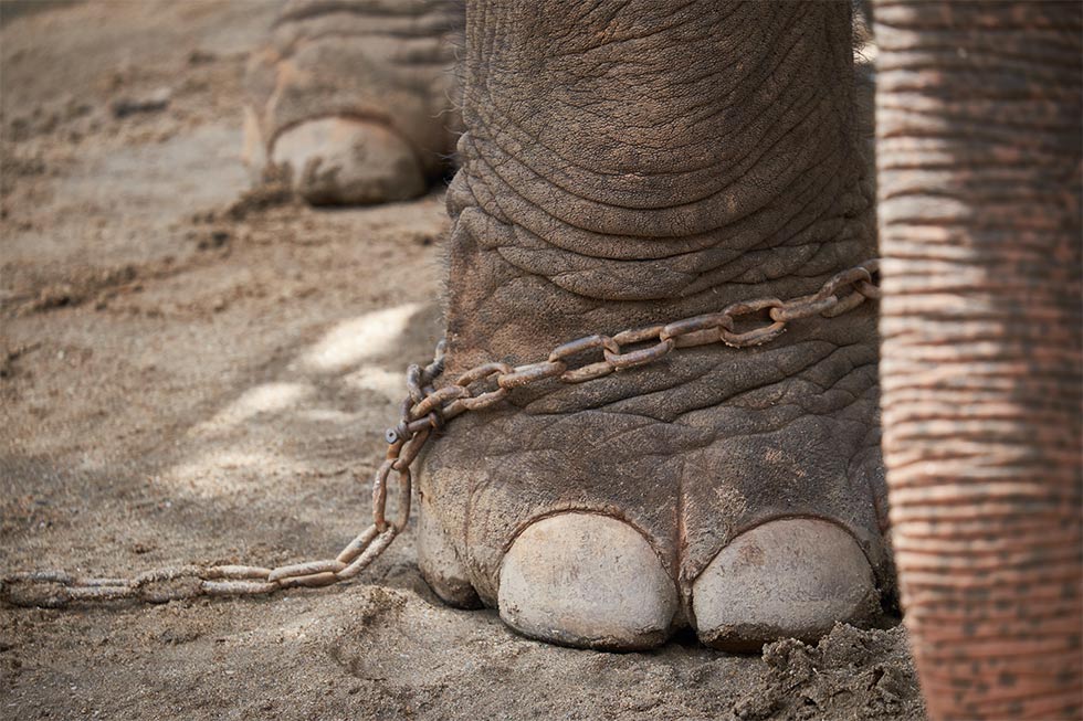 Elefant in Ketten