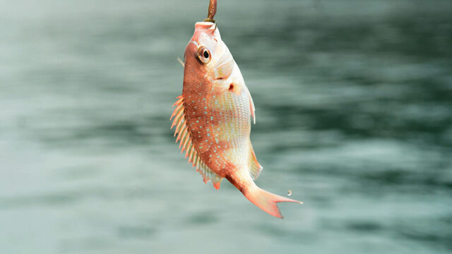 Fische am Haken