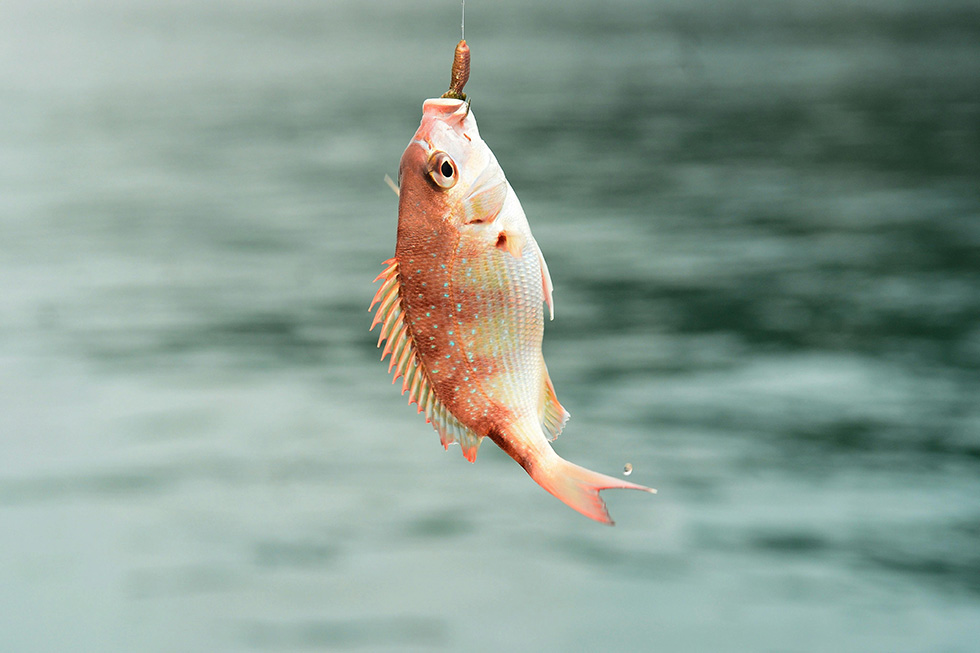 Fische am Haken