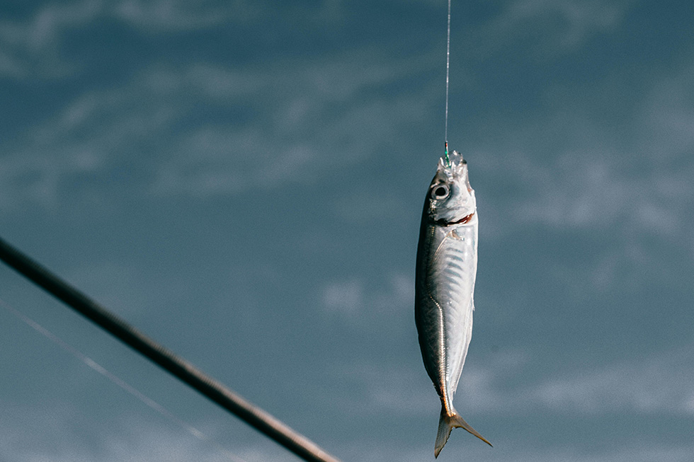Fisch am Haken