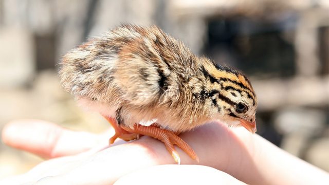 Küken auf einer Hand