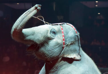 Elefant in einer Zirkusmanege streckt den Ruessel in die Luft.