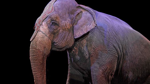 elefant im zirkus