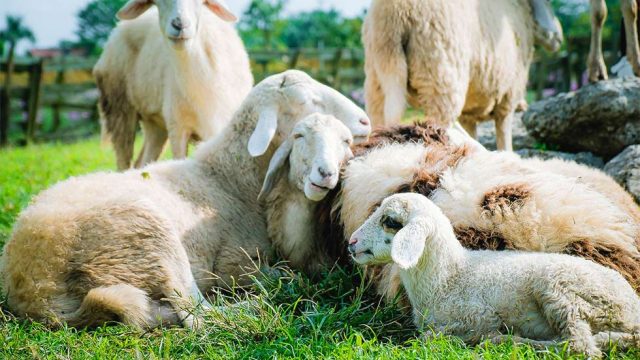 Schafe kuscheln
