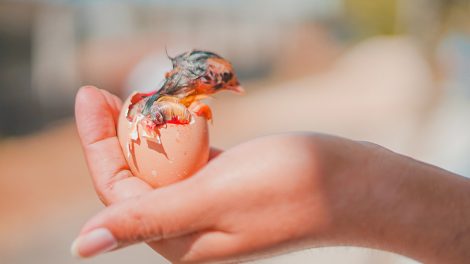 Person haelt Ei mit geschluepftem Kueken in der Hand