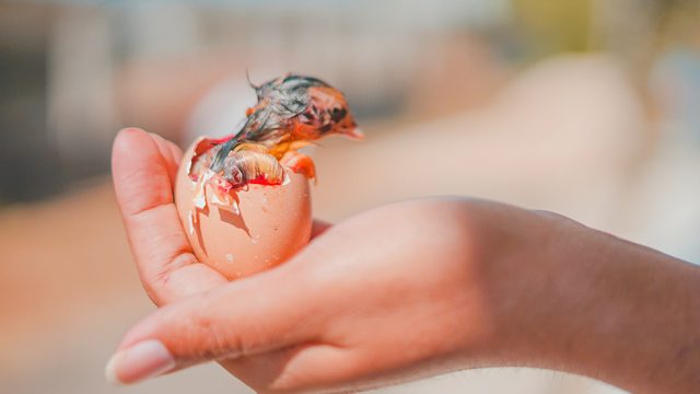 Person haelt Ei mit geschluepftem Kueken in der Hand