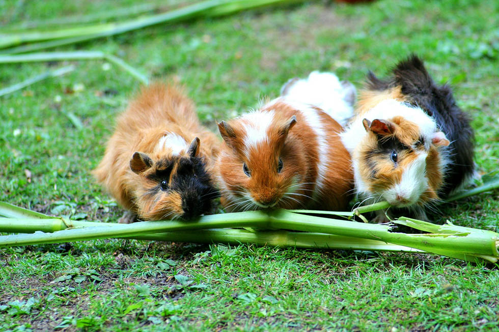 meerschweinchen beim essen